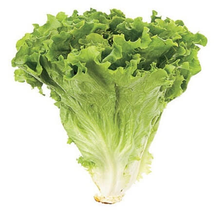 Lettuce Leaves