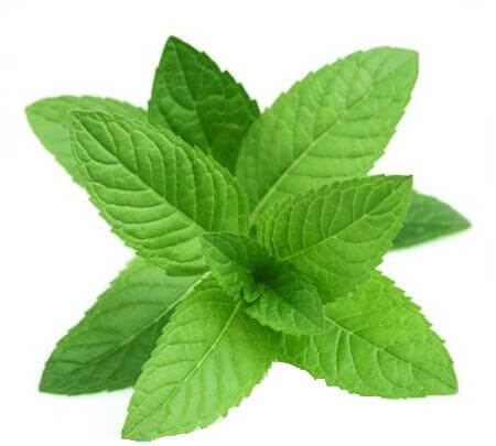 Mint Leaves (Pudina Pata)